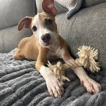 Sansa -  Terrier Dog for Adoption in Baldwin, Maryland - Sansa | PetCurious