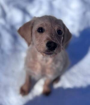 Poodle and Great Pyrenees Dogs Available for Adoption - Crocodile | PetCurious