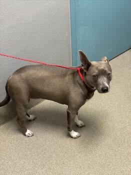 Rescue Pit Bull Terrier Dogs for Adoption in Las Vegas, Nevada - HARLEY | PetCurious