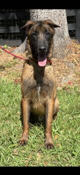Belgian Shepherd Malinois Dogs Available for Adoption in Oviedo, Florida - Sweeney  | PetCurious