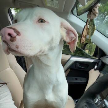 Rescue Mixed Breed Dogs for Adoption in Ennis, Texas - Powder | PetCurious