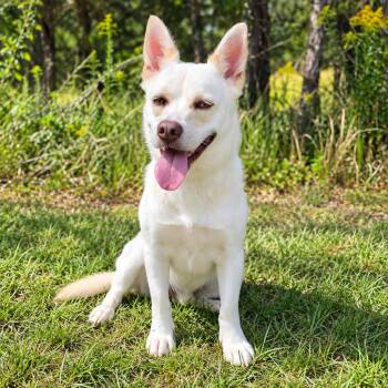 Johnny -  Husky and Pomeranian Dog for Adoption in Foley, Alabama - Johnny | PetCurious
