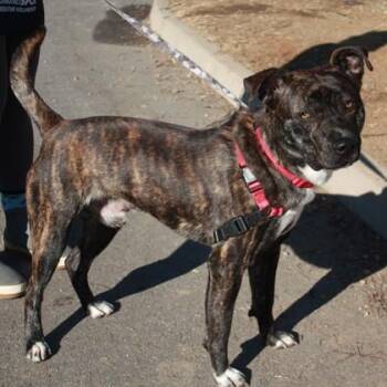 Mixed Breed Dogs Available for Adoption in Richmond, Virginia - Novo | PetCurious