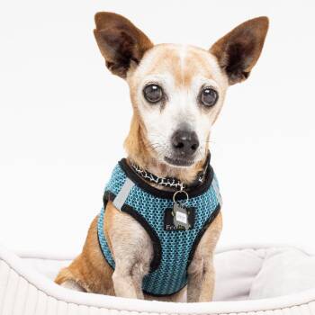 Wrangler 14116 -  Chihuahua Dog for Adoption in San Francisco, California - Wrangler 14116 | PetCurious