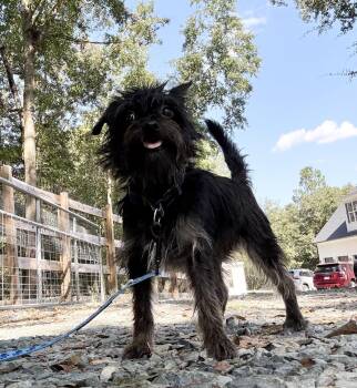 Onyx -  Parson Russell Terrier and Wirehaired Terrier Dog for Adoption in Sanford, North Carolina - Onyx | PetCurious