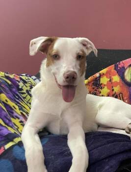 Cooper -  Australian Shepherd Dog for Adoption in Pantego, Texas - Cooper | PetCurious