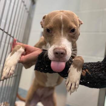 Hey There Delilah -  Mixed Breed Dog for Adoption in Greensboro, North Carolina - Hey There Delilah | PetCurious