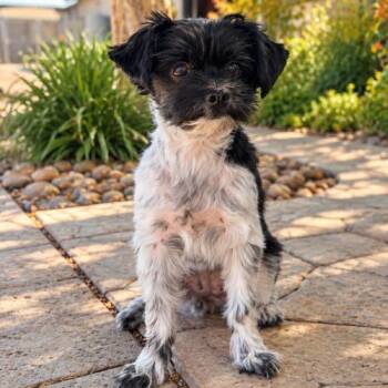 Bunny -  Havanese and Mixed Breed Dog for Adoption in Lathrop, California - Bunny | PetCurious