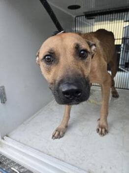 Bylvia -  Mixed Breed Dog for Adoption in Atlanta, Georgia - Bylvia | PetCurious