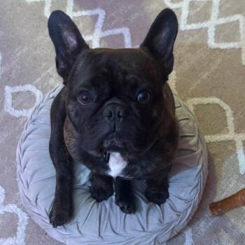 Gucci -  French Bulldog Dog for Adoption in Huber Heights, Ohio - Gucci | PetCurious