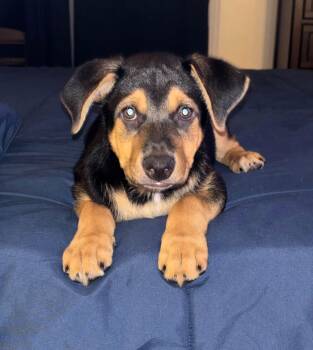 Mac -  Mixed Breed Dog for Adoption in Chino Valley, Arizona - Mac | PetCurious