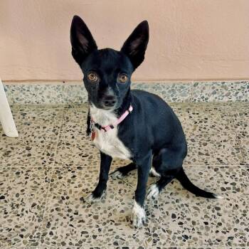 NYX - gentle and sweet -  Chihuahua and Boston Terrier Dog for Adoption - NYX - Gentle And Sweet | PetCurious