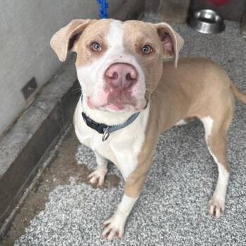 Mixed Breed Dogs Available for Adoption - Gojo | PetCurious