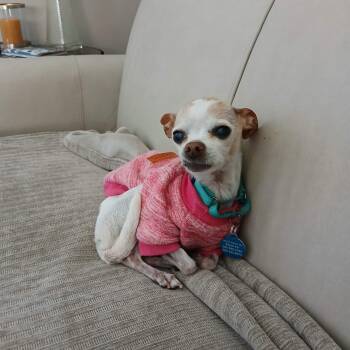 Angel -  Chihuahua Dog for Adoption in Linwood, Michigan - Angel | PetCurious