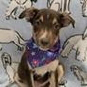Ferrero -  Shepherd and Mountain Cur Dog for Adoption in Clearwater, Florida - Ferrero | PetCurious