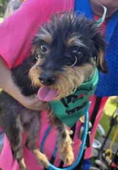 Minnie -  Yorkshire Terrier Dog for Adoption in Melbourne, Florida - Minnie | PetCurious