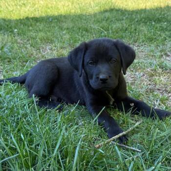 Great Pyrenees and Labrador Retriever Dogs Available for Adoption in Fayetteville, Georgia - Samwise Gamgee | PetCurious