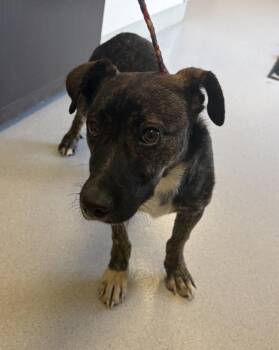 Tiger Lily -  Mixed Breed Dog for Adoption in Vancouver, Washington - Tiger Lily | PetCurious