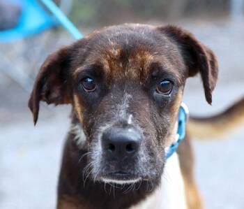 Bandit (AO37352) -  Terrier Dog for Adoption in Kansas City, Kansas - Bandit (AO37352) | PetCurious