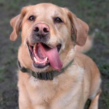 Bama -  Mixed Breed and Labrador Retriever Dog for Adoption in Riverwoods, Illinois - Bama | PetCurious