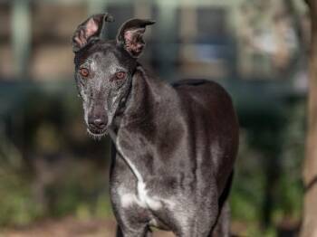 Tony -  Greyhound Dog for Adoption in Allentown, Pennsylvania - Tony | PetCurious