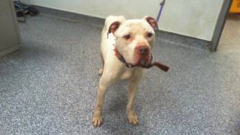 A1265796 -  Pit Bull Terrier Dog for Adoption in Charlotte, North Carolina - A1265796 | PetCurious