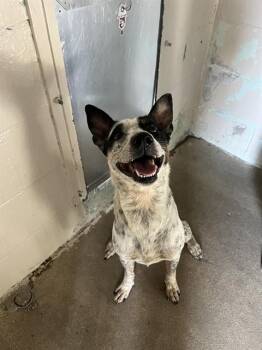 SHINY -  Australian Cattle Dog Blue Heeler Dog for Adoption in Killeen, Texas - SHINY | PetCurious