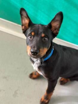 A256345 -  Rottweiler and Mixed Breed Dog for Adoption in Visalia, California - A256345 | PetCurious