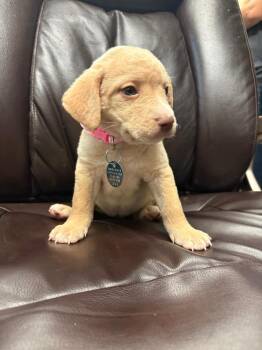 Temptress -  Terrier and Poodle Dog for Adoption in Carson City, Nevada - Temptress | PetCurious