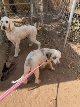 Mr Cooper -  Tibetan Terrier Dog for Adoption in Bonita, California - Mr Cooper | PetCurious