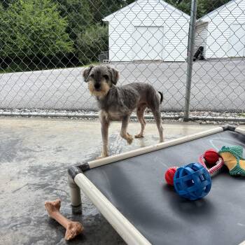 Moo-Moo -  Schnauzer Dog for Adoption in Edinburg, Virginia - Moo-Moo | PetCurious