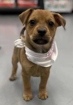 Rescue Shepherd and Mixed Breed Dogs for Adoption in Bowling Green, Kentucky - Willow | PetCurious