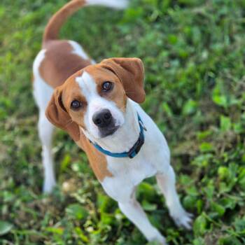 Mikey -  Beagle Dog for Adoption in Jefferson City, Tennessee - Mikey | PetCurious