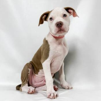 958 (2026) Lenny -  Pit Bull Terrier and Mixed Breed Dog for Adoption in Parker, Colorado - 958 (2026) Lenny | PetCurious