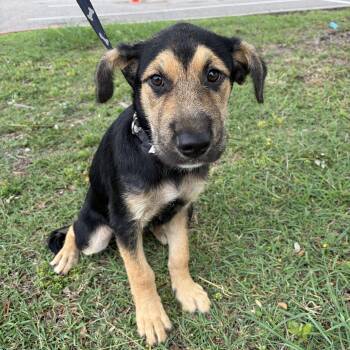 Shepherd Dogs Available for Adoption in Harlingen, Texas - Boomer | PetCurious