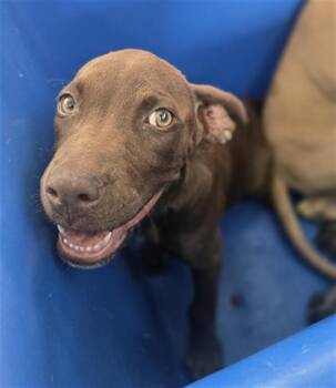 HERSHEY -  Mixed Breed Dog for Adoption in Dallas, Texas - HERSHEY | PetCurious