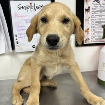 Retriever Dogs Available for Adoption in Parrish, Alabama - Flynn | PetCurious