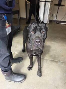 Cane Corso Dogs Available for Adoption in Ontario, California - SMOKEY | PetCurious