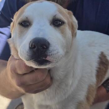 Bailey -  Mixed Breed Dog for Adoption in Klamath Falls, Oregon - Bailey | PetCurious