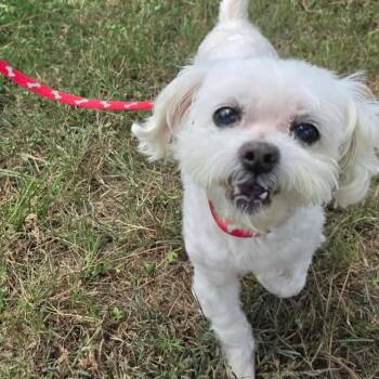 Tiny Tim -  Maltese and Shih Tzu Dog for Adoption in Houston, Texas - Tiny Tim | PetCurious
