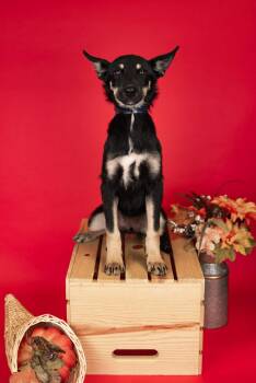 Rescue Husky and German Shepherd Dog Dogs for Adoption in Brighton, Colorado - #974-25 | PetCurious