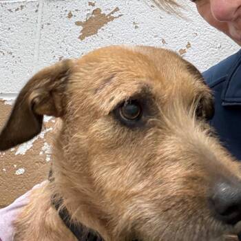 Sylvie -  Wirehaired Terrier Dog for Adoption in Newport, Tennessee - Sylvie | PetCurious