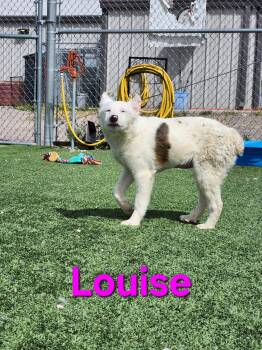 Australian Shepherd Dogs Available for Adoption - Louise | PetCurious