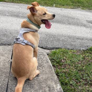 Sundae -  Labrador Retriever Dog for Adoption in West Palm Beach, Florida - Sundae | PetCurious