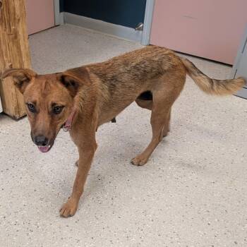 (Vet 7-22) Bindi -  Mixed Breed Dog for Adoption in Huntsville, Arkansas - (Vet 7-22) Bindi | PetCurious
