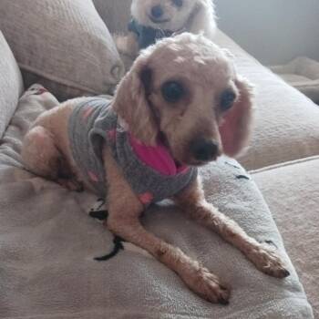 Poodle Dogs Available for Adoption - Jordan $550 | PetCurious