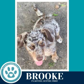 Dachshund Dogs Available for Adoption in Kimberton, Pennsylvania - Brooke 042526 | PetCurious