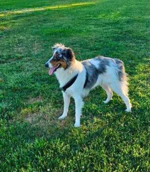 Xicaru -  Border Collie Dog for Adoption in Paso Robles, California - Xicaru | PetCurious