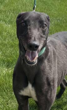 Rescue Greyhound and Coonhound Dogs for Adoption in Westerville, Ohio - Jessie | PetCurious