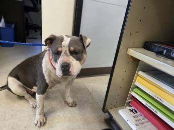 TILLY -  Staffordshire Bull Terrier and Mixed Breed Dog for Adoption in Kent, Washington - TILLY | PetCurious